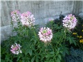 cleome